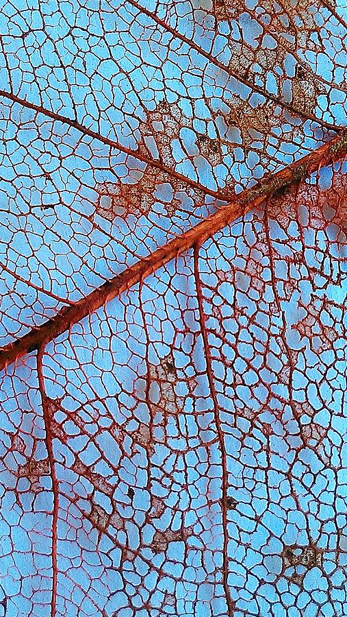 Lace Leaf 2 Photograph by Jennifer Bright Burr