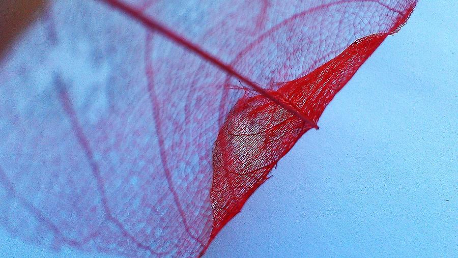 Lace Leaf 3 Photograph by Jennifer Bright Burr