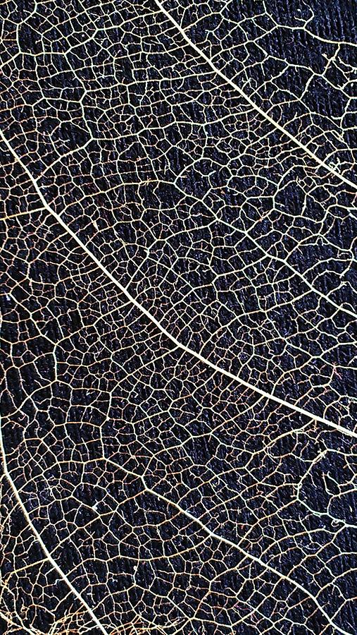 Lace Leaf 5 Photograph by Jennifer Bright Burr