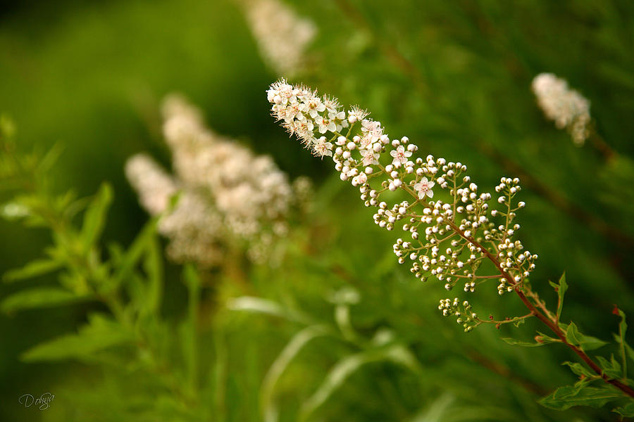 Lacey Weeds Photograph by Donna Swiecichowski - Pixels