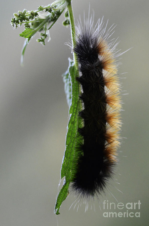Lachies Caterpillar Photograph by Bob Christopher