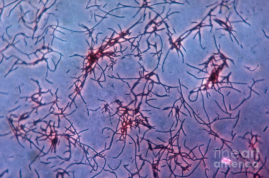 Lactobacillus Acidophilus, Lm Photograph by Eric V. Grave