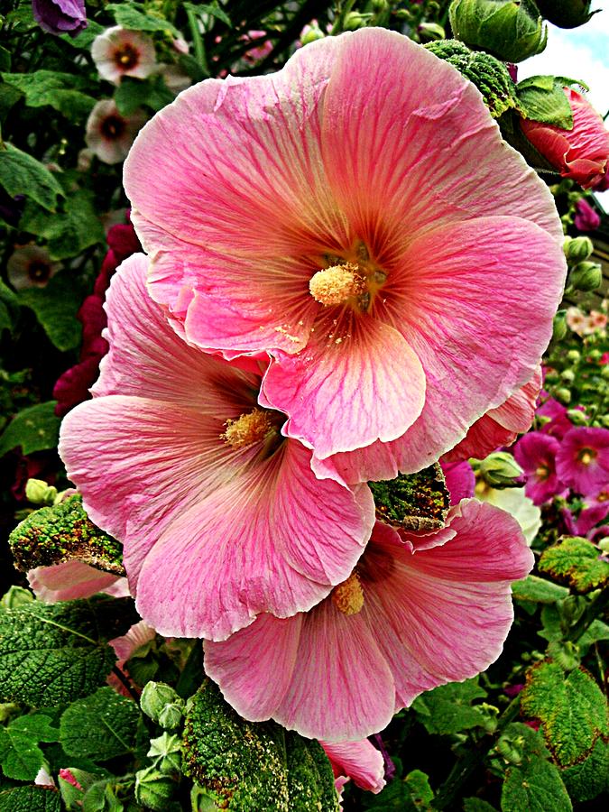 Ladies in Pink Photograph by Kevin D Davis - Fine Art America