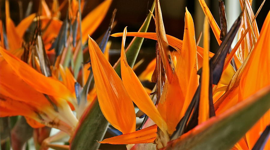 Flower Photograph - Ladies Talking by Ruth Edward Anderson