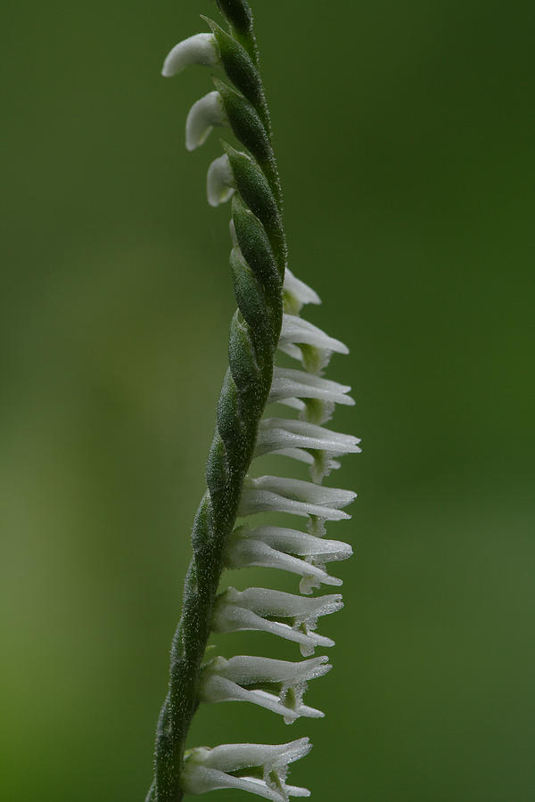 Ladies Tresses Orchid Photograph by Daniel Reed