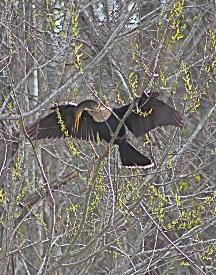 Lady Anhinga spreads Her Wings Photograph by Jeanne Juhos
