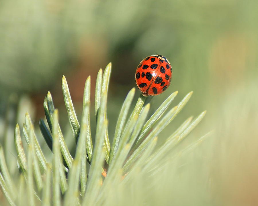 Lady Beetle on a Needle Photograph by Penny Meyers