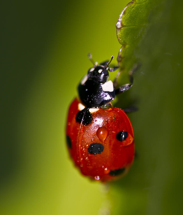 Lady bird Photograph by Paul Cowles - Fine Art America