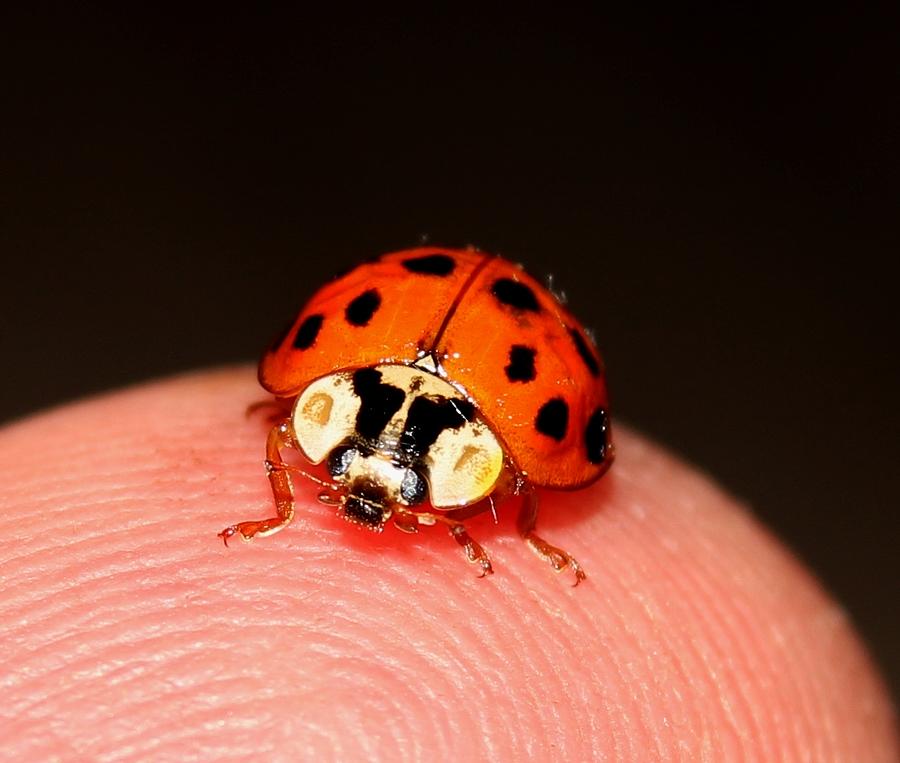 Lady Bug 1 Photograph by Robert Morin
