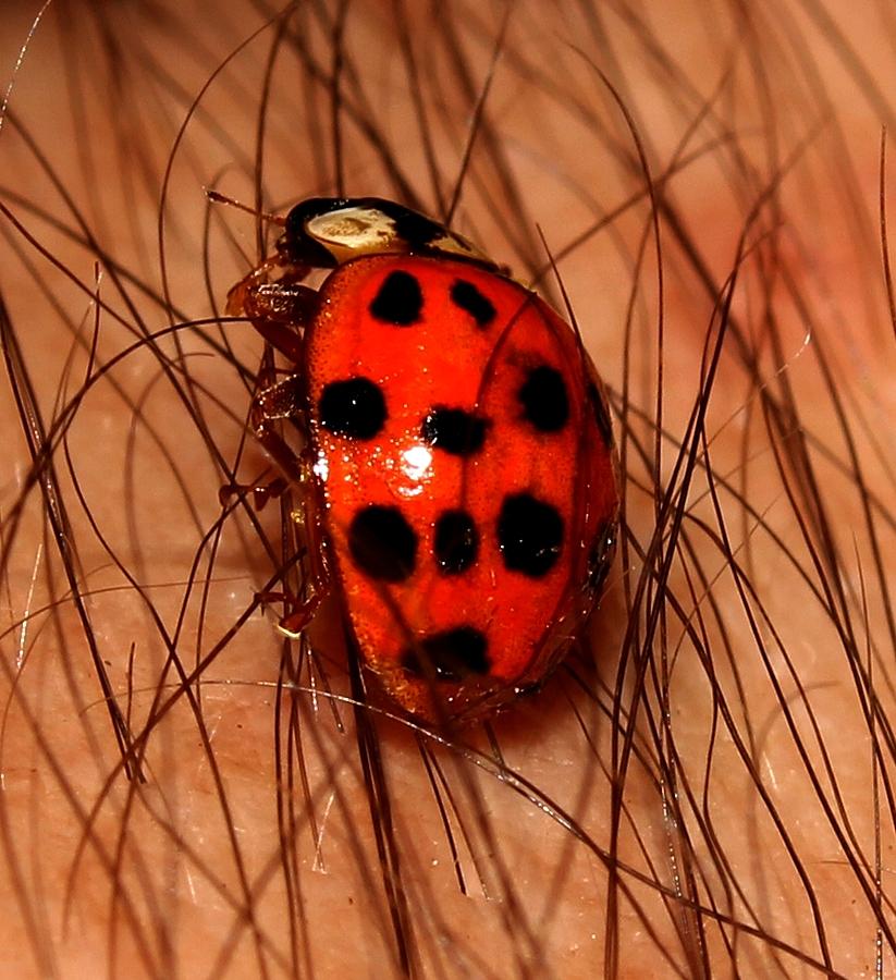 Lady Bug 2 Photograph by Robert Morin