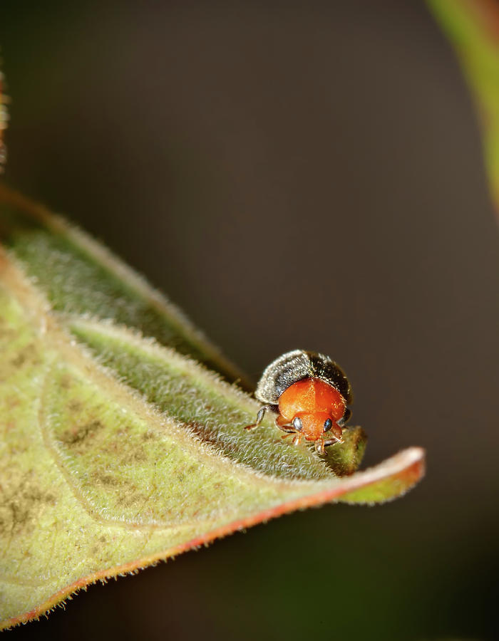 Lady Bug Photograph by Nick  Shirghio
