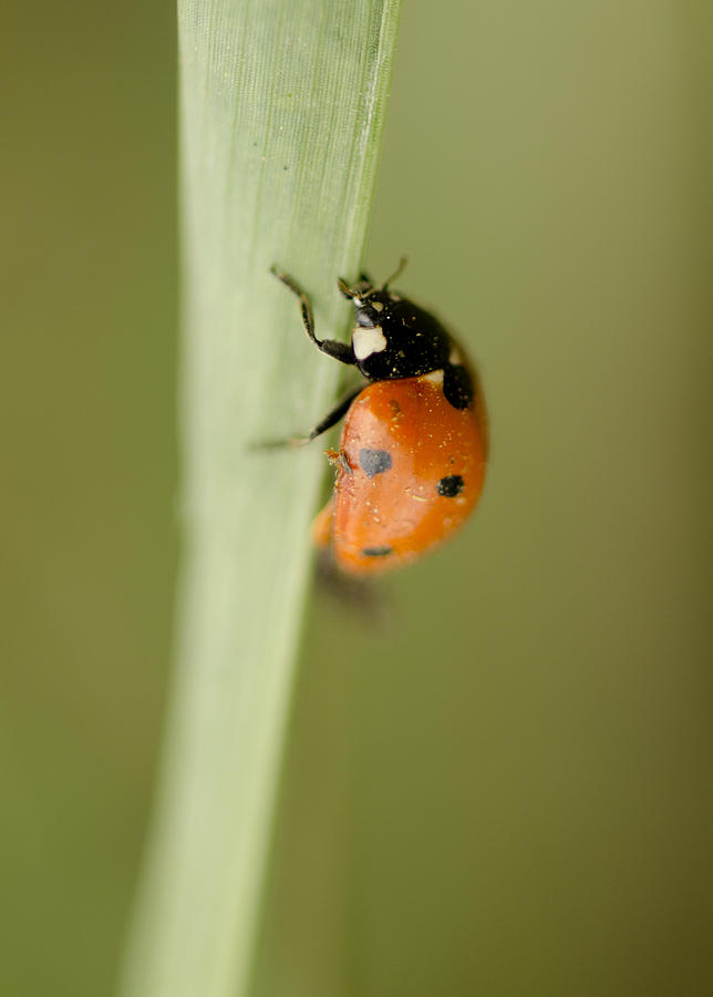 Lady Bug Photograph by Perry Van Munster