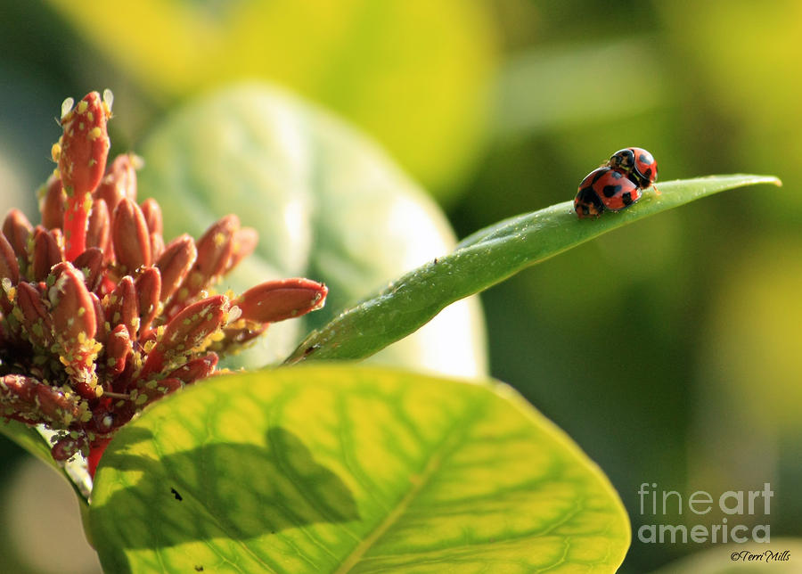 Lady Bugs Mating Photograph by Terri Mills
