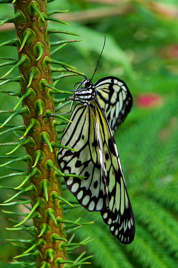 Butterfly Photograph - Lady Butterfly by Joann Vitali
