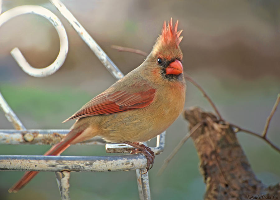 Lady Cardinal with her Crown on Photograph by Debbie Portwood - Fine ...