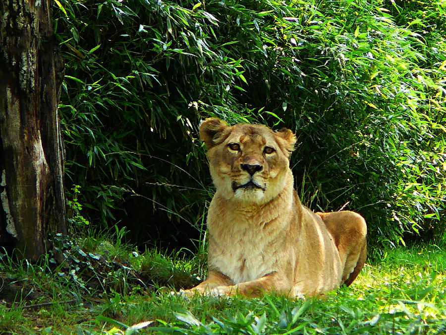 Lady Lion Relaxing Photograph by Susan Savad