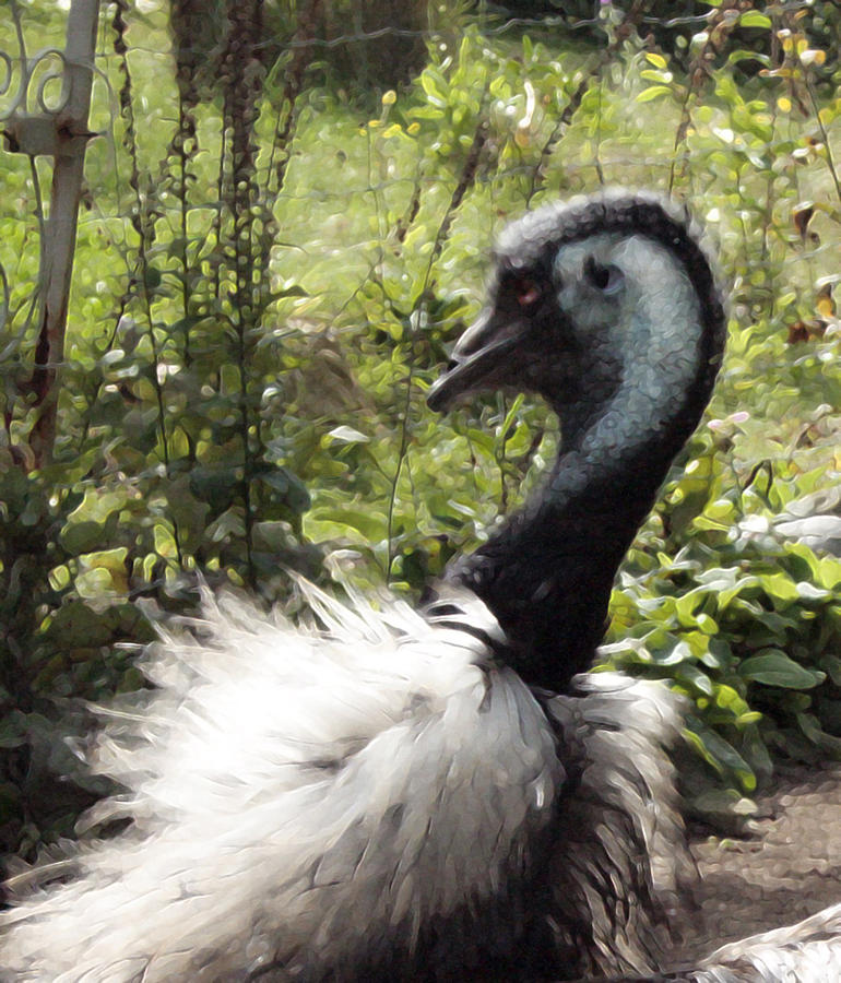 Emu Photograph - Lady Mu by Janet Kearns