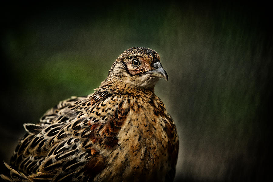 Pheasant Photograph - Lady Pheasant by Karol Livote