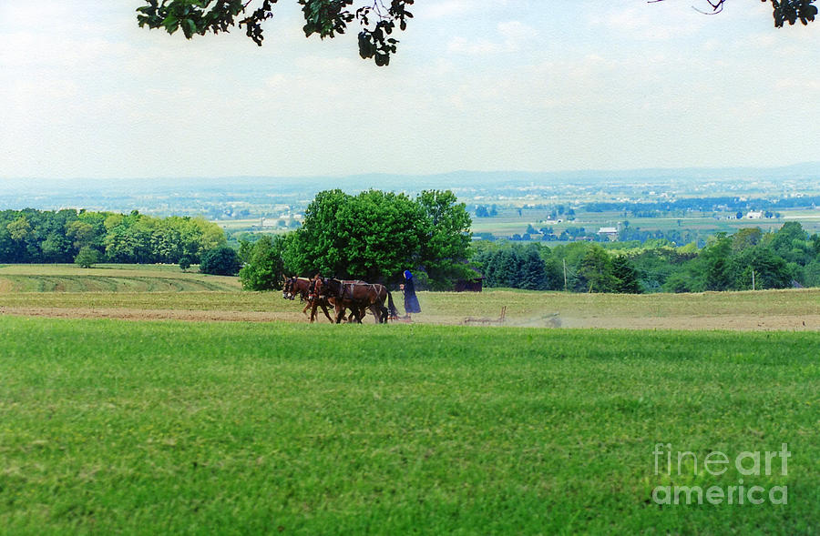Horse Photograph - Lady Plowing in Field by Wayne Nielsen