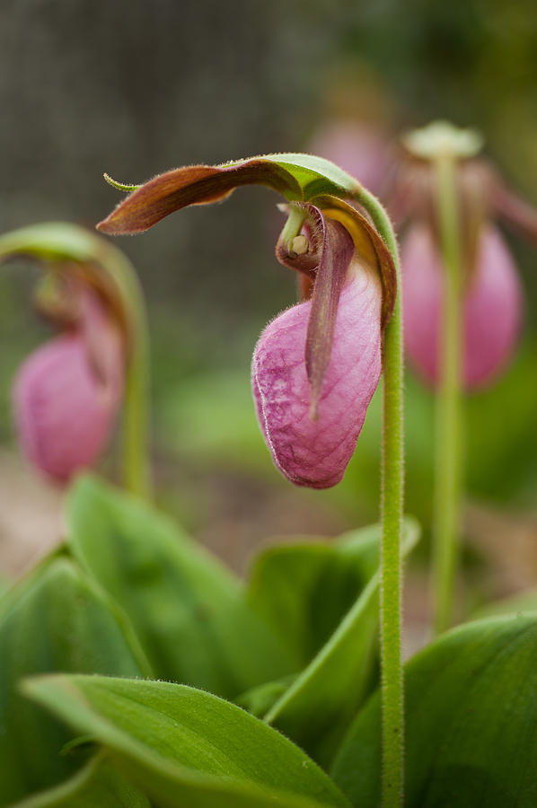 Lady Slipper Photograph by Joye Ardyn Durham