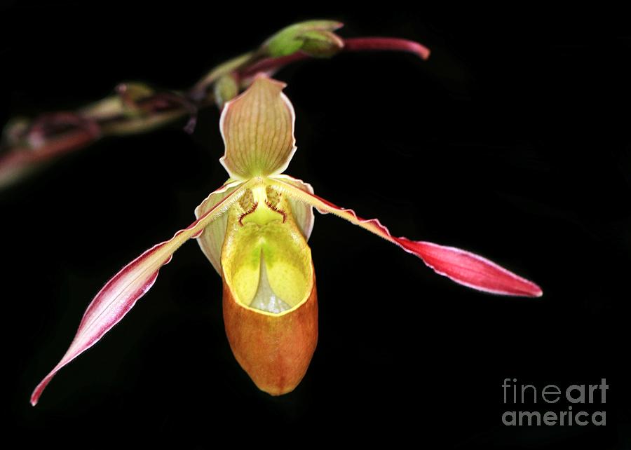 Lady Slipper Orchid Photograph by Sabrina L Ryan