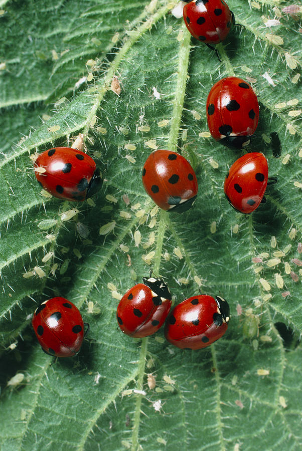 ladybird-beetles-eating-aphids-on-a-nettle-leaf-photograph-by-dr-jeremy