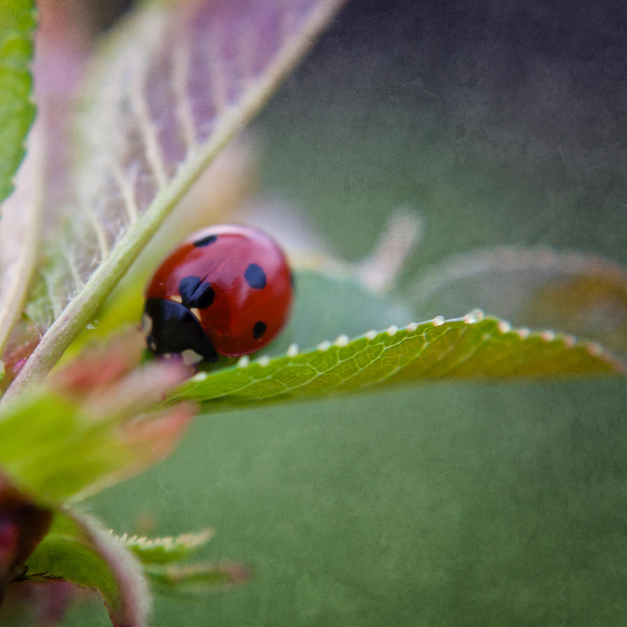 Ladybug Photograph - LadyBird by Brandy Ford