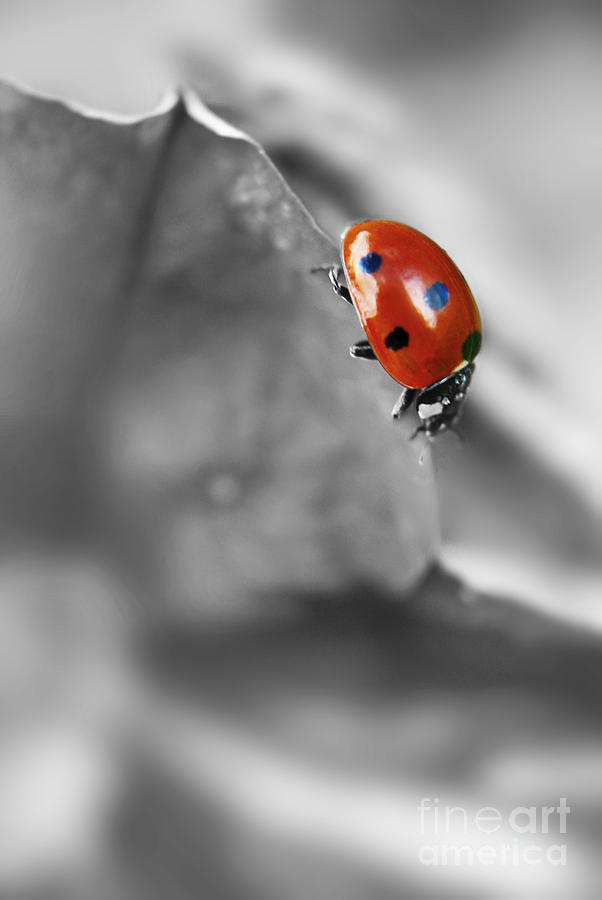 Ladybird On Leaf 1.0 Photograph by Yhun Suarez