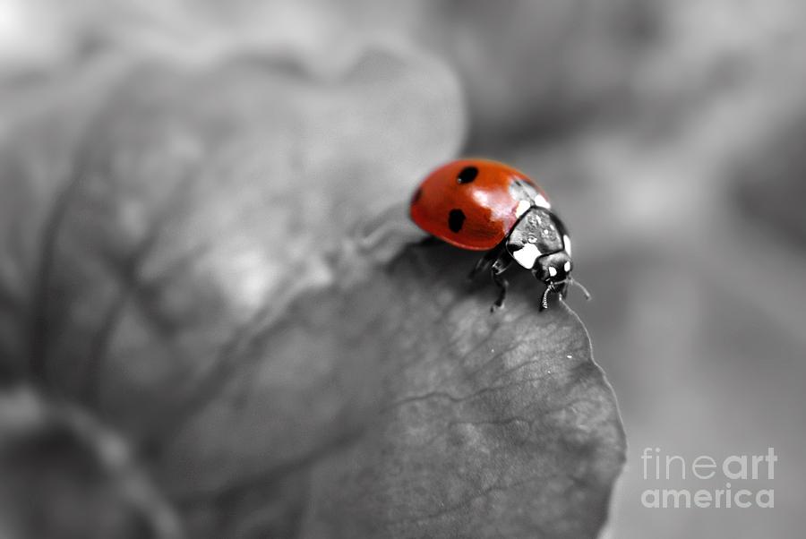 Ladybird On Leaf 2.0 Photograph by Yhun Suarez