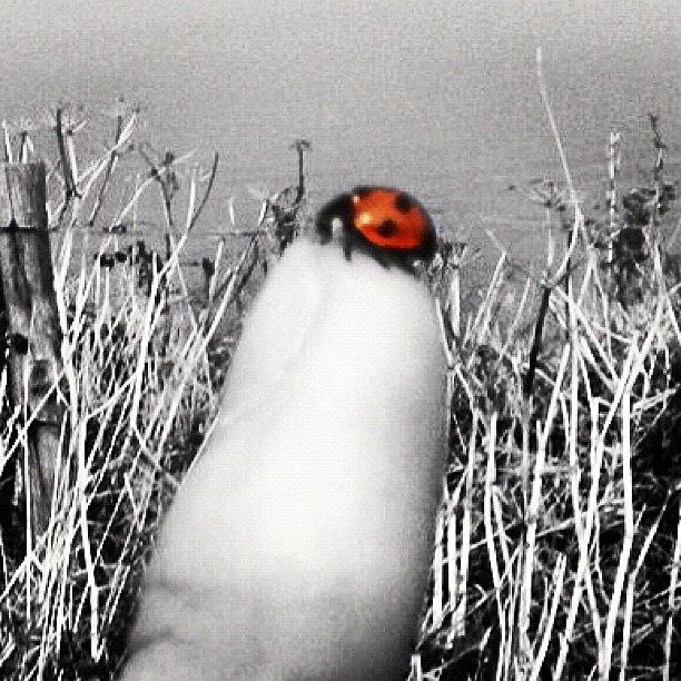 Nature Photograph - Ladybird On My Finger by Paul Taylor
