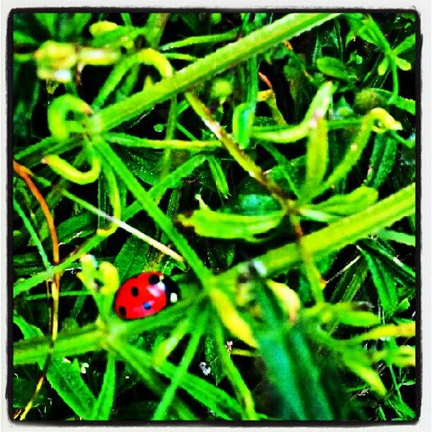 Ladybug Photograph - Ladybird by Vicki Field