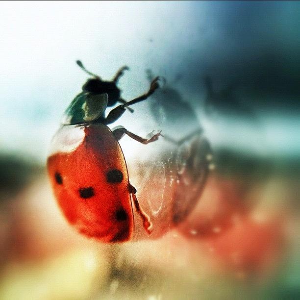 Ladybug Photograph - Ladybug 😊 by Melanie Stork