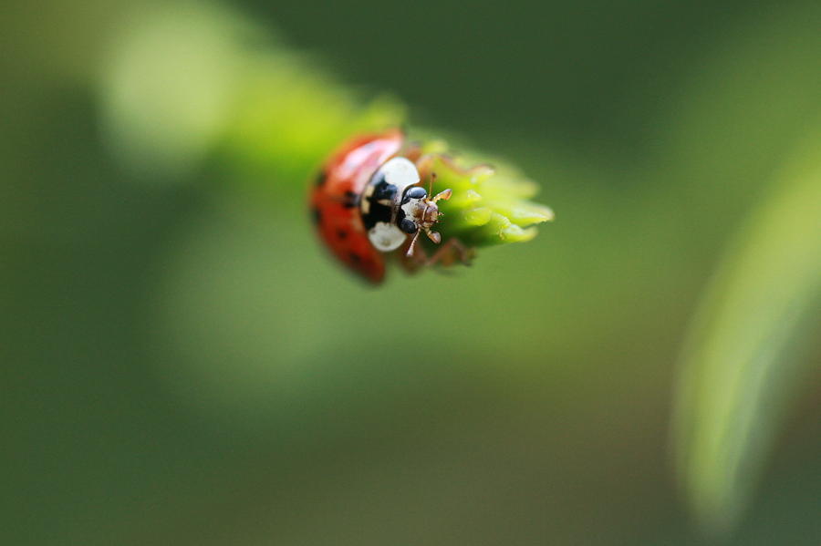 Ladybug Photograph - Ladybug 2 by Pan Orsatti