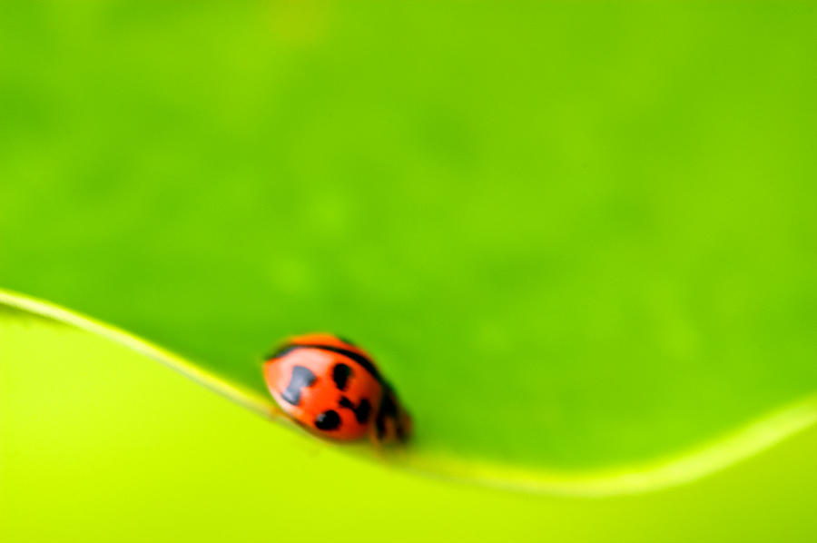 Insects Photograph - Ladybug Abstract by Arj Munoz