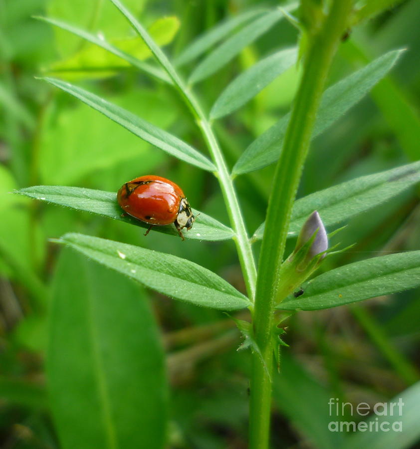 Ladybug and Bud Photograph by Renee Trenholm