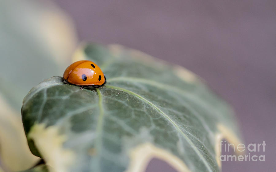 Ladybug Photograph - Ladybug And Ivy by Mitch Shindelbower