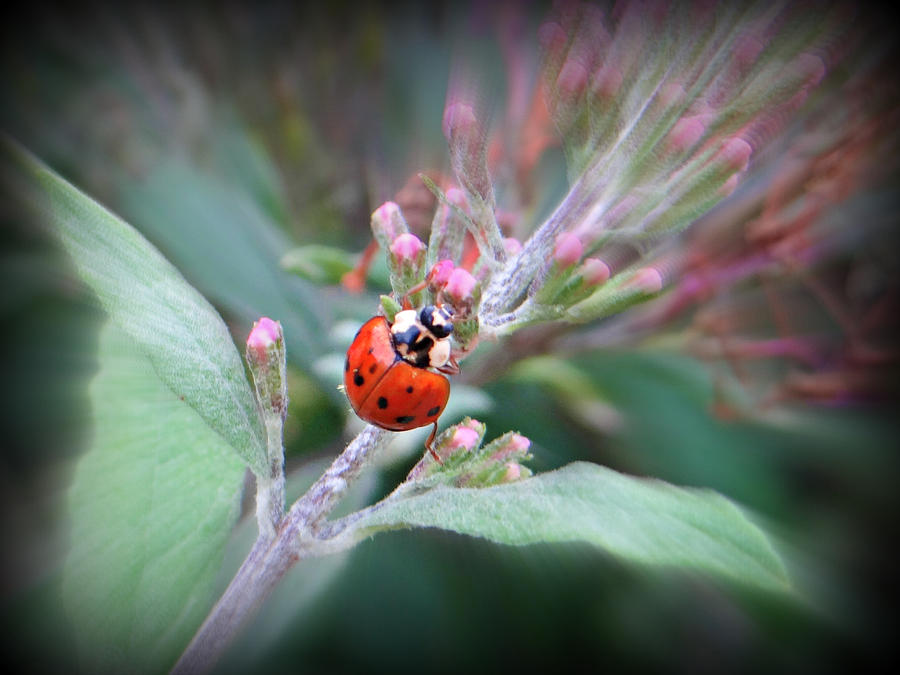 Ladybug Photograph by Dark Whimsy