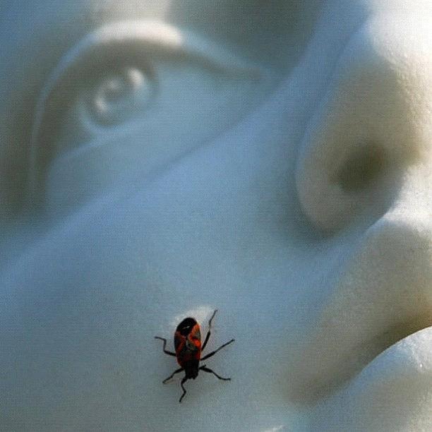 Ladybug Photograph - #ladybug #bug #insect #face #statue by Michael Lynch