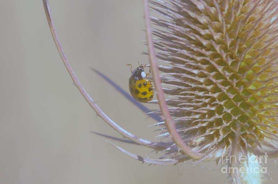 Insects Photograph - Ladybug Croosing The Prickles  by Jeff Swan
