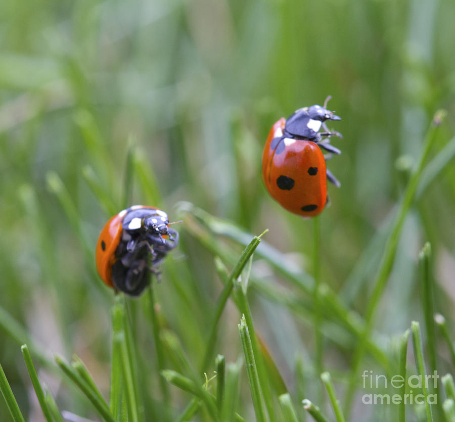 Ladybug Duo Photograph by Donna L Munro