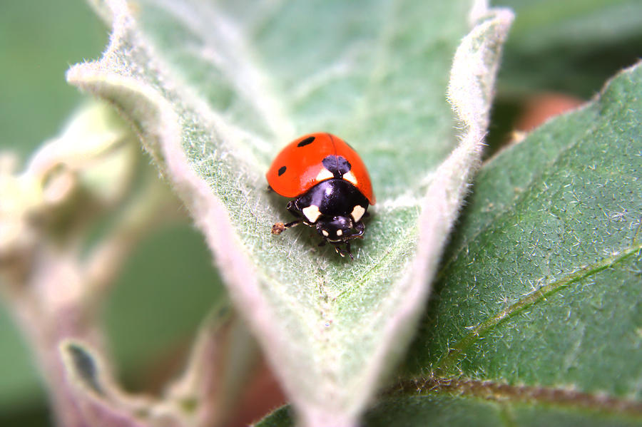 Ladybug Photograph by Ester McGuire