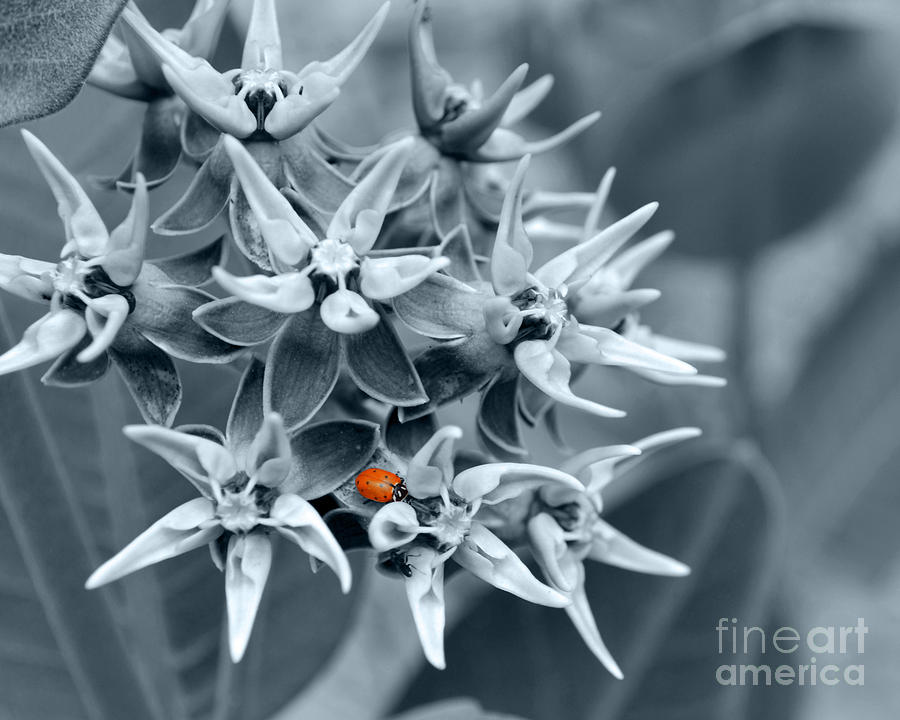 Ladybug Flower Photograph