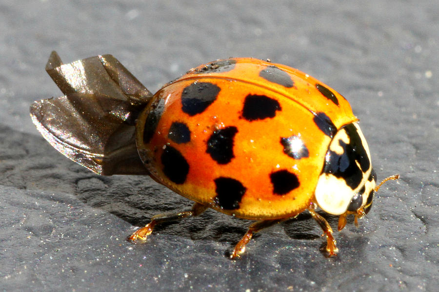 Ladybug Folding Wings Photograph by Mark J Seefeldt