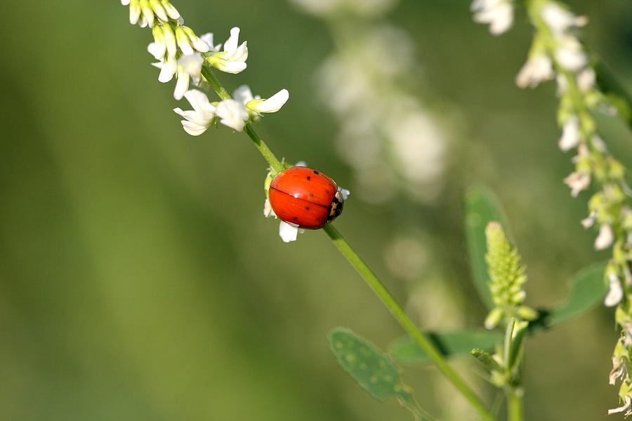 Ladybug Photograph - Ladybug by Gord Patterson