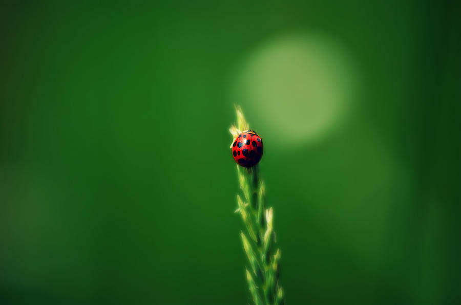 Ladybug Hugs Photograph by Robin Dickinson