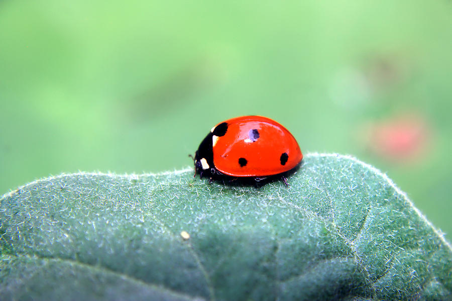 Ladybug II Photograph by Ester McGuire