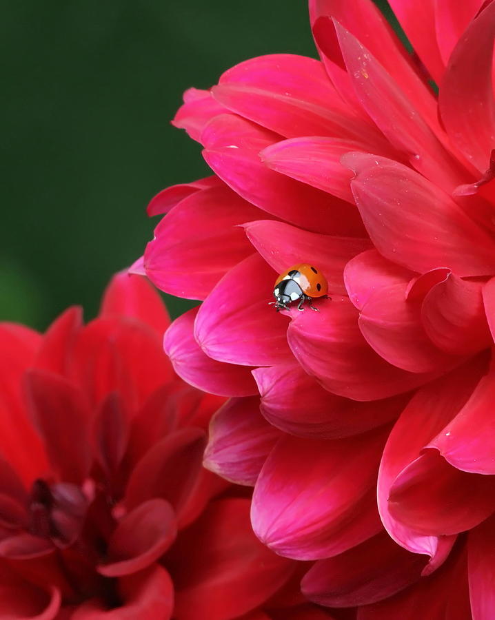 Ladybug in Red Photograph by Angie Vogel