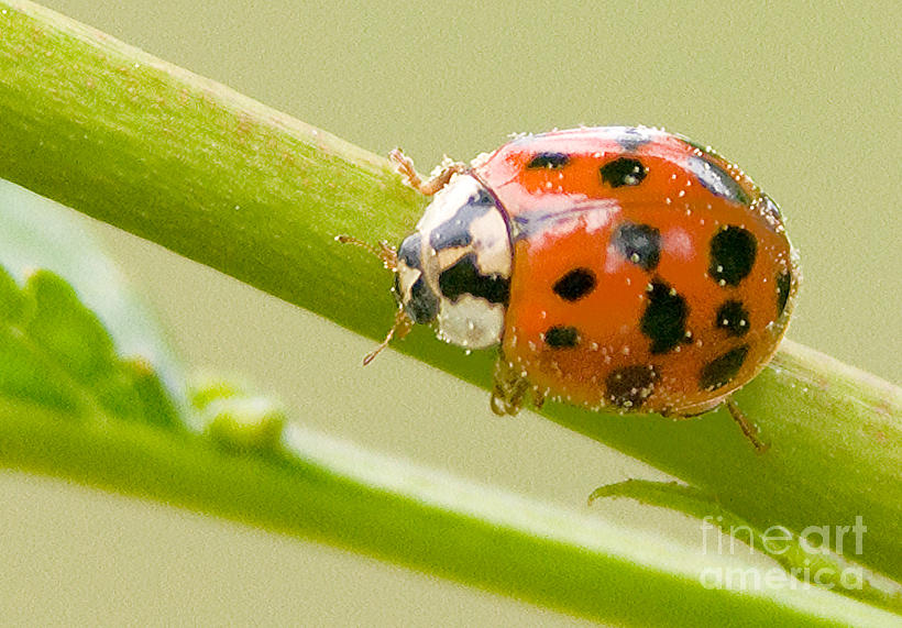 Ladybug Photograph by Jean A Chang