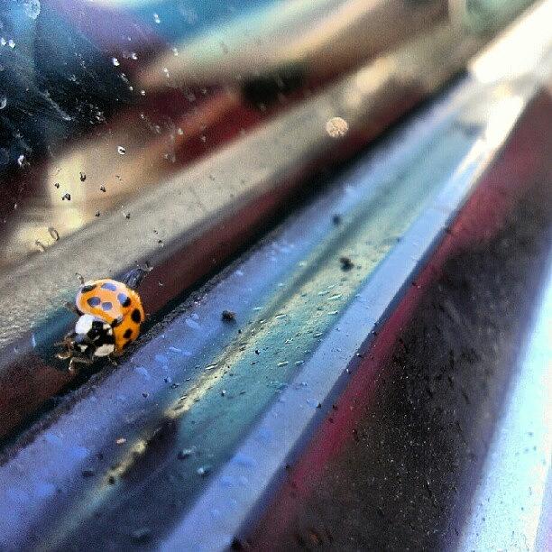 Ladybug! Photograph by Marqise Allen