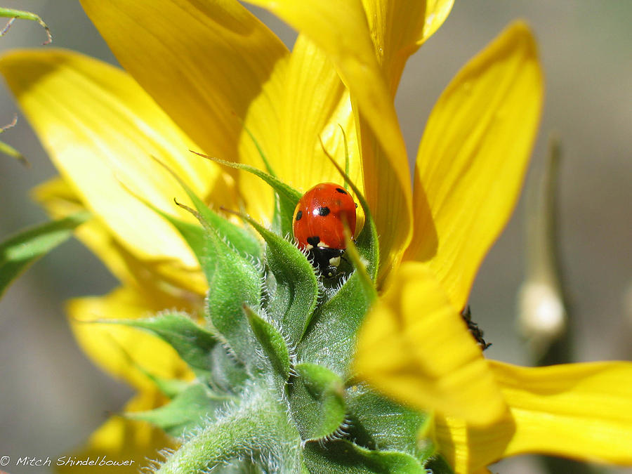 Ladybug Photograph by Mitch Shindelbower